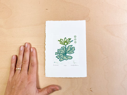 Bloodroot Woodcut Print